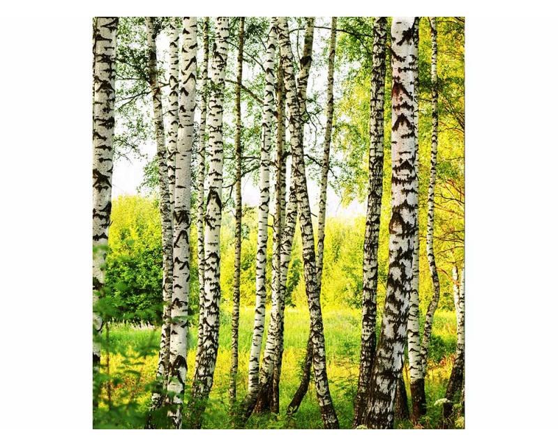 Vliesové fototapety na zeď Březový les | MS-3-0094 | 225x250 cm - Fototapety vliesové