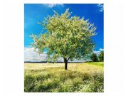 Vliesové fototapety na zeď Strom na louce | MS-3-0096 | 225x250 cm Fototapety vliesové