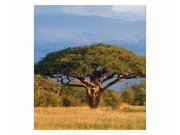 Vliesové fototapety na zeď Akácie | MS-3-0097 | 225x250 cm Fototapety vliesové