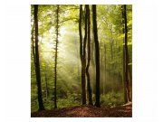 Vliesové fototapety na zeď Les | MS-3-0098 | 225x250 cm Fototapety vliesové