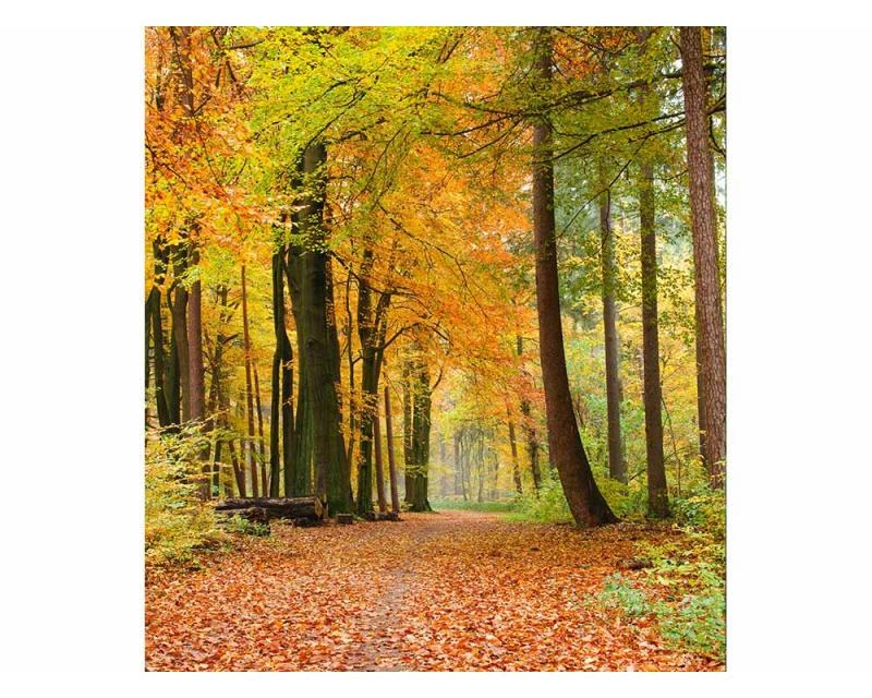 Vliesové fototapety na zeď Podzimní les | MS-3-0099 | 225x250 cm - Fototapety vliesové