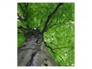Vliesové fototapety na zeď Koruna stromu | MS-3-0101 | 225x250 cm Fototapety vliesové