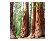 Vliesové fototapety na zeď Sekvoje | MS-3-0102 | 225x250 cm Fototapety vliesové