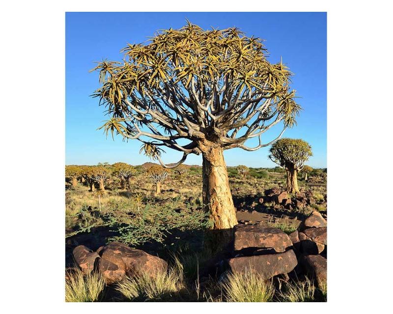 Vliesové fototapety na zeď Namibie | MS-3-0103 | 225x250 cm - Fototapety vliesové