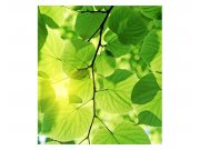 Vliesové fototapety na zeď Zelené listy | MS-3-0107 | 225x250 cm Fototapety vliesové