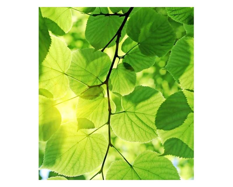 Vliesové fototapety na zeď Zelené listy | MS-3-0107 | 225x250 cm - Fototapety vliesové
