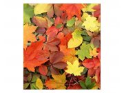 Vliesové fototapety na zeď Pestrobarevné listí | MS-3-0115 | 225x250 cm
