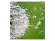 Vliesové fototapety na zeď Letící chmýří pampelišek | MS-3-0121 | 225x250 cm Fototapety vliesové