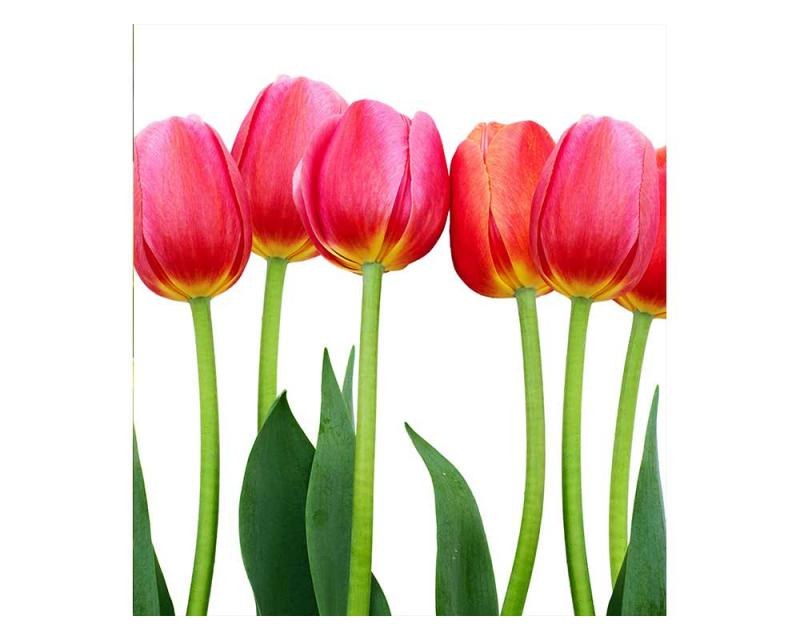 Vliesové fototapety na zeď Tulipány | MS-3-0126 | 225x250 cm - Fototapety vliesové