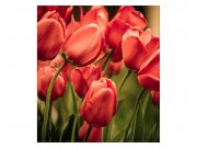 Vliesové fototapety na zeď Červené tulipány | MS-3-0128 | 225x250 cm Fototapety vliesové
