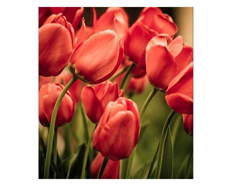 Vliesové fototapety na zeď Červené tulipány | MS-3-0128 | 225x250 cm - Fototapety vliesové