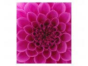 Vliesové fototapety na zeď Růžová jiřina | MS-3-0132 | 225x250 cm Fototapety vliesové