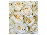 Vliesové fototapety na zeď Bílé růže | MS-3-0137 | 225x250 cm