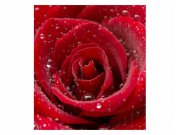 Vliesové fototapety na zeď Červená růže | MS-3-0138 | 225x250 cm Fototapety vliesové