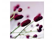 Vliesové fototapety na zeď Fialová květina | MS-3-0141 | 225x250 cm Fototapety vliesové