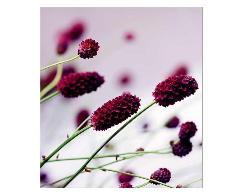 Vliesové fototapety na zeď Fialová květina | MS-3-0141 | 225x250 cm - Fototapety vliesové