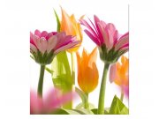 Vliesové fototapety na zeď Jarní květiny | MS-3-0142 | 225x250 cm