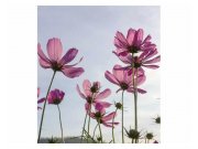 Vliesové fototapety na zeď Květiny | MS-3-0145 | 225x250 cm