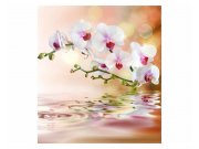 Vliesové fototapety na zeď Bílá orchidej | MS-3-0147 | 225x250 cm