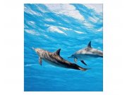 Vliesové fototapety na zeď Delfíni | MS-3-0218 | 225x250 cm