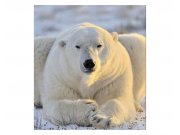 Vliesové fototapety na zeď Lední medvěd | MS-3-0220 | 225x250 cm