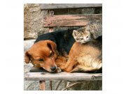 Vliesové fototapety na zeď Kočka a pes | MS-3-0221 | 225x250 cm