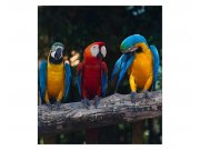 Vliesové fototapety na zeď Barevní papoušci Ara | MS-3-0223 | 225x250 cm Fototapety vliesové