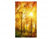 Vliesové fototapety na zeď Slunečný les | MS-2-0067 | 150x250 cm