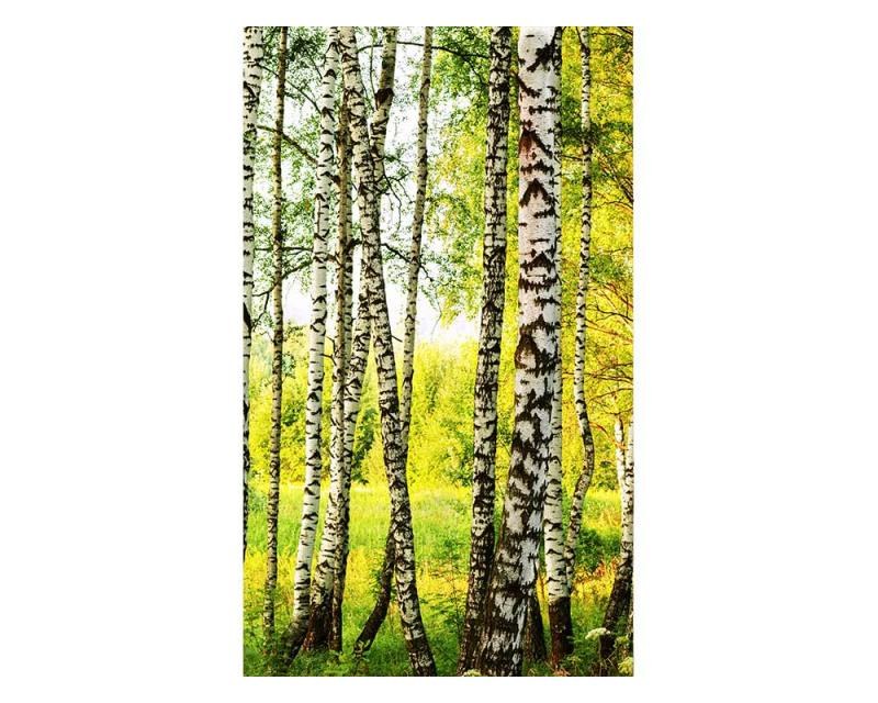 Vliesové fototapety na zeď Březový les | MS-2-0094 | 150x250 cm - Fototapety vliesové