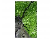 Vliesové fototapety na zeď Koruna stromu | MS-2-0101 | 150x250 cm Fototapety vliesové