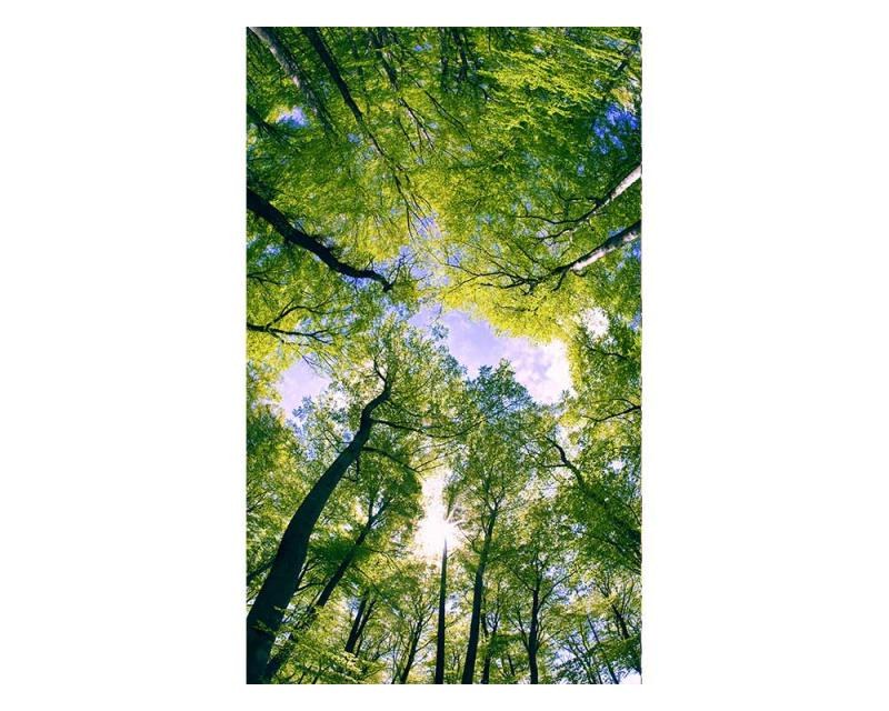 Vliesové fototapety na zeď Stromy v oblacích | MS-2-0104 | 150x250 cm - Fototapety vliesové