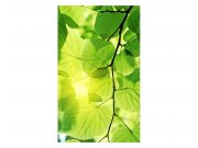 Vliesové fototapety na zeď Zelené listy | MS-2-0107 | 150x250 cm Fototapety vliesové