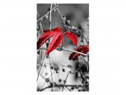 Vliesové fototapety na zeď červené listí na černém pozadí | MS-2-0110 | 150x250 cm