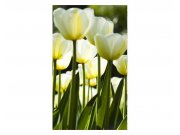 Vliesové fototapety na zeď Bílé tulipány | MS-2-0127 | 150x250 cm Fototapety vliesové