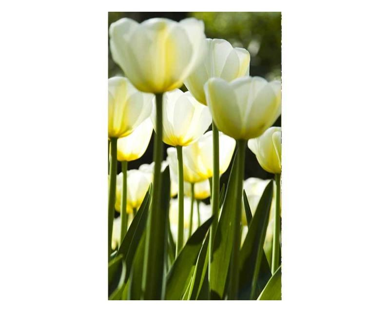 Vliesové fototapety na zeď Bílé tulipány | MS-2-0127 | 150x250 cm - Fototapety vliesové