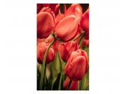 Vliesové fototapety na zeď Červené tulipány | MS-2-0128 | 150x250 cm Fototapety vliesové