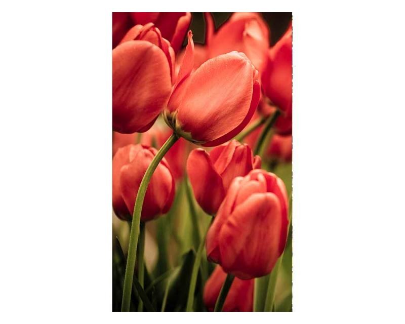 Vliesové fototapety na zeď Červené tulipány | MS-2-0128 | 150x250 cm - Fototapety vliesové