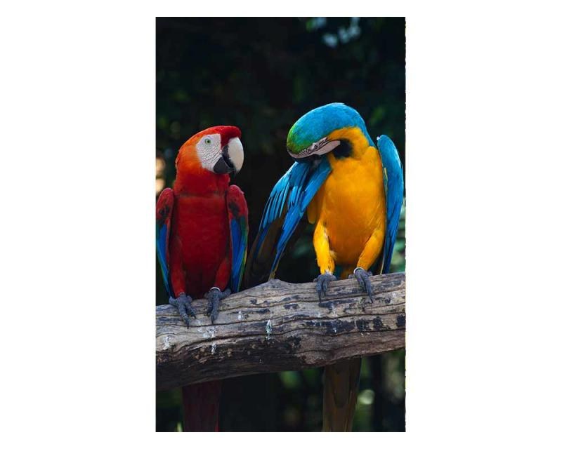 Vliesové fototapety na zeď Barevní papoušci Ara | MS-2-0223 | 150x250 cm - Fototapety vliesové