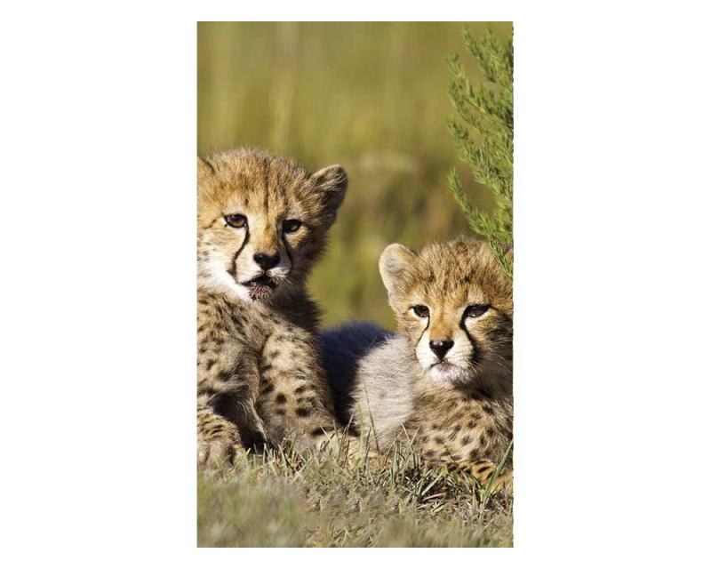 Vliesové fototapety na zeď Gepardi | MS-2-0229 | 150x250 cm - Fototapety vliesové
