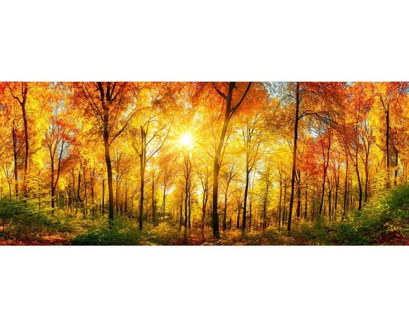 Panoramatické vliesové fototapety na zeď Slunečný les | MP-2-0067 | 375x150 cm - Fototapety vliesové