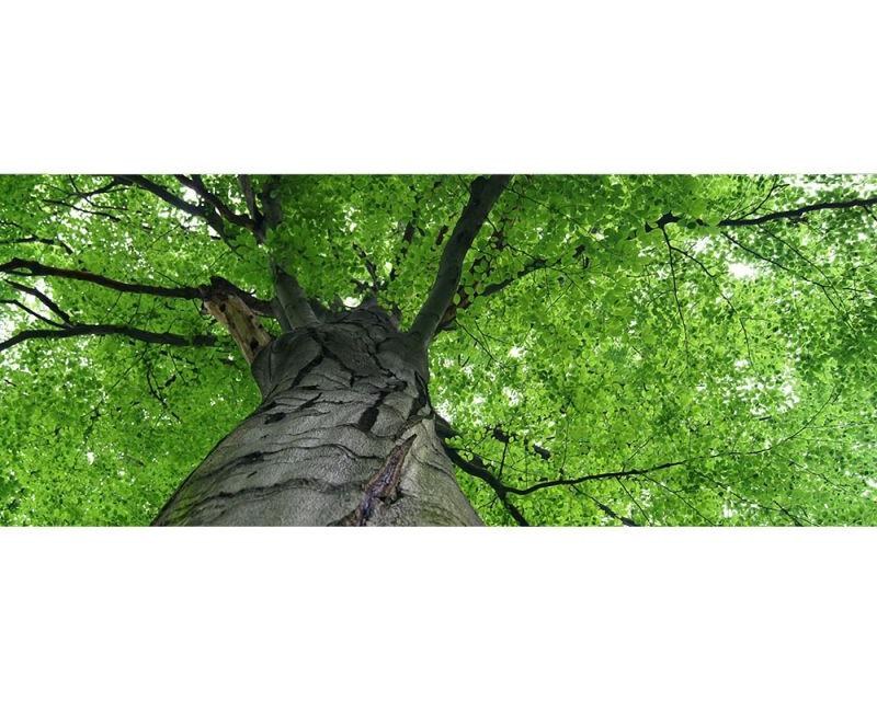 Panoramatické vliesové fototapety na zeď Koruna stromu | MP-2-0101 | 375x150 cm - Fototapety vliesové