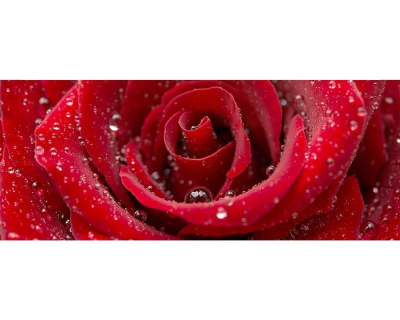 Panoramatické vliesové fototapety na zeď Červená růže | MP-2-0138 | 375x150 cm - Fototapety vliesové
