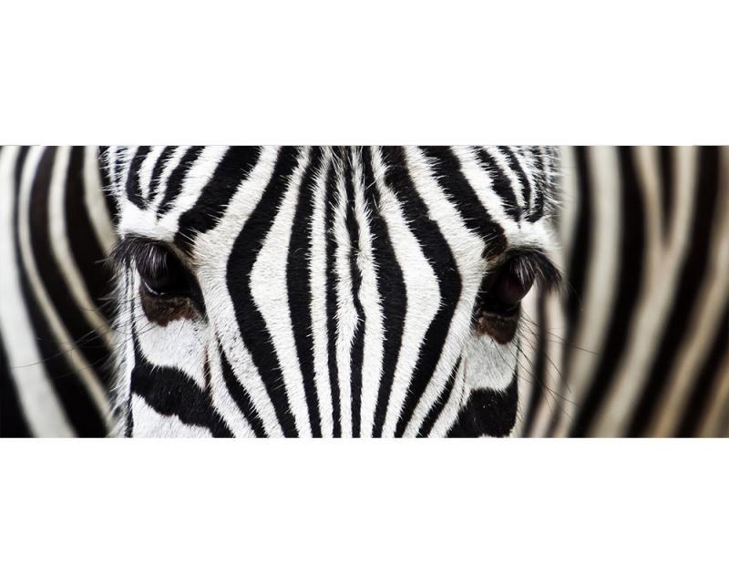Panoramatické vliesové fototapety na zeď Zebra | MP-2-0234 | 375x150 cm - Fototapety vliesové