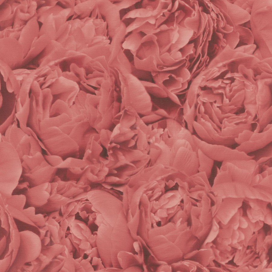 Vliesová tapeta Freundin 464245, růžovočervená s motivem růže