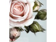 Fototapeta AG Růže FTNXL-2506 | 180x202 cm Fototapety vliesové - Vliesové fototapety AG