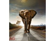 Fototapeta AG Slon FTNXL-2514 | 180x202 cm Fototapety vliesové - Vliesové fototapety AG