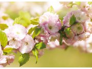 Fototapeta AG Plum FTNM-2631 | 160x110 cm Fototapety vliesové - Vliesové fototapety AG