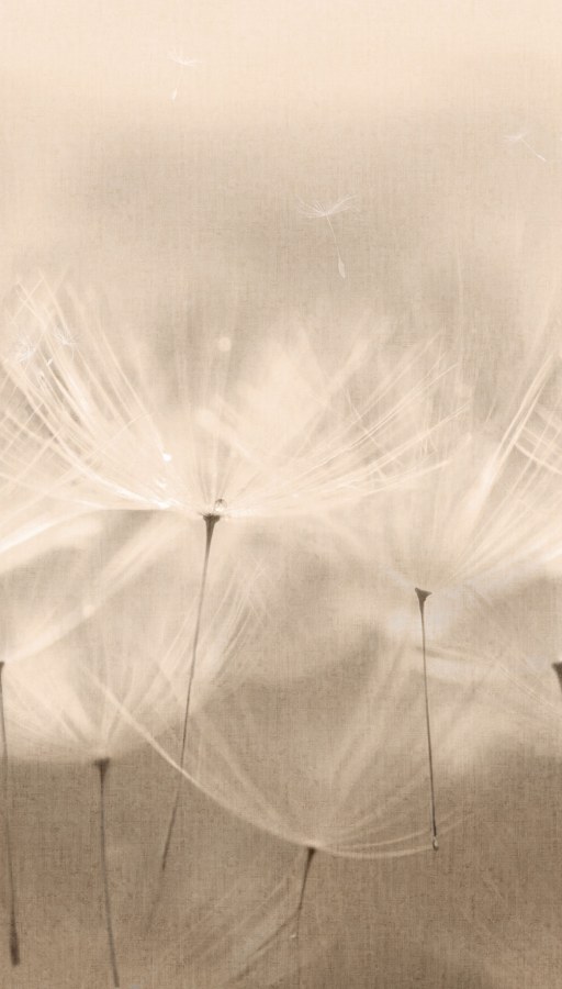 Vliesová fototapeta na zeď, pampelišky, 203801, One roll, one motif 2, Grandeco - Vliesové tapety