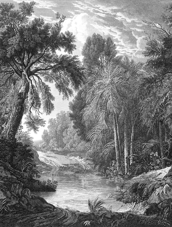 Tapety Yara - Tapety dle materiálu - Vliesové tapety - Vliesová obrazová tapeta na zeď, černá, les, stromy, FW4019-1, Feature Walls, Decoprint Vliesová obrazová tapeta na zeď, černá, les, stromy, FW4019-1, Feature Walls, Decoprint - Vliesové tapety