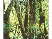 Fototapeta na zeď -  Prales 364156, Wallpower Junior, Eijffinger